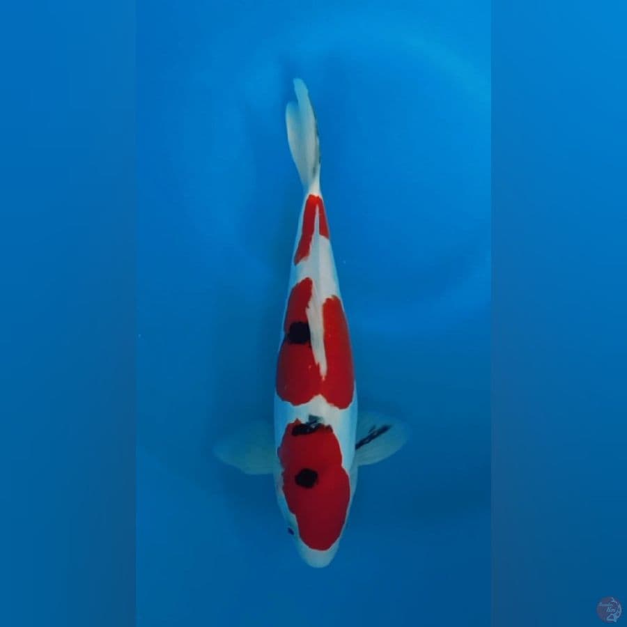 Sanke Doitsu 25cm Male