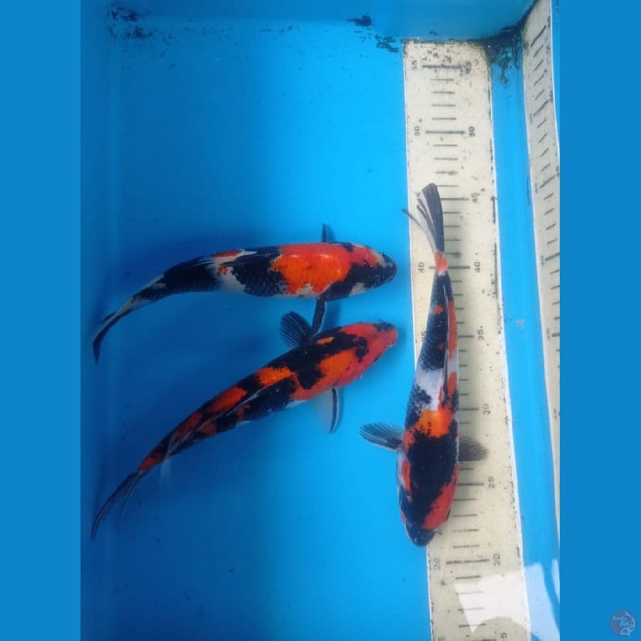 3 ekor mix showa hisowa 21-23 cm