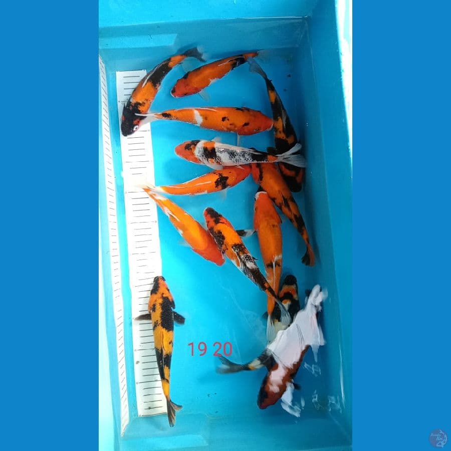 paket 13ekor hishowa 18 20 cm