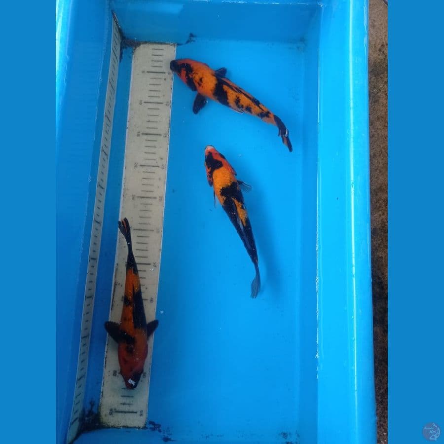 3 ekor utsuri 22-23 cm