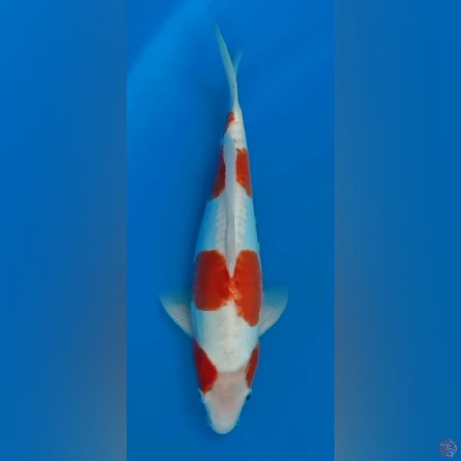 Kohaku doitsu 32cm Male