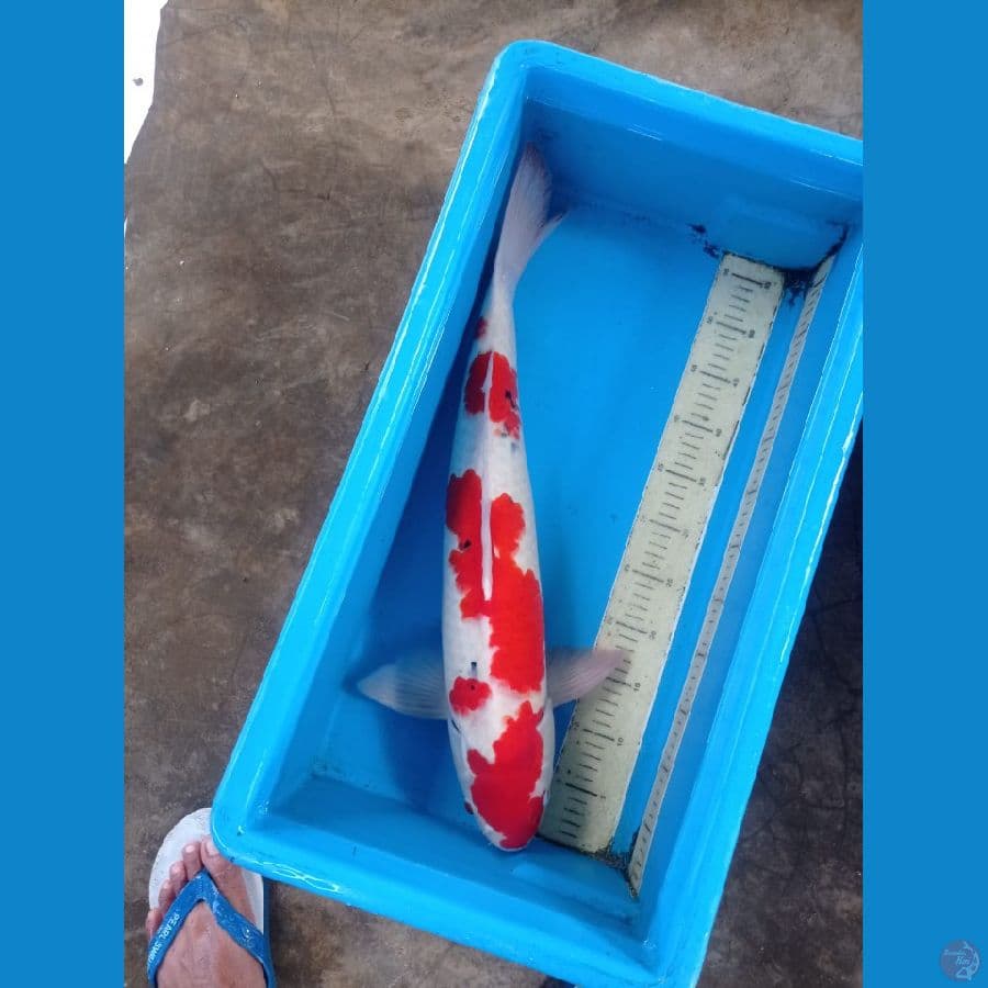 sanke 60cm