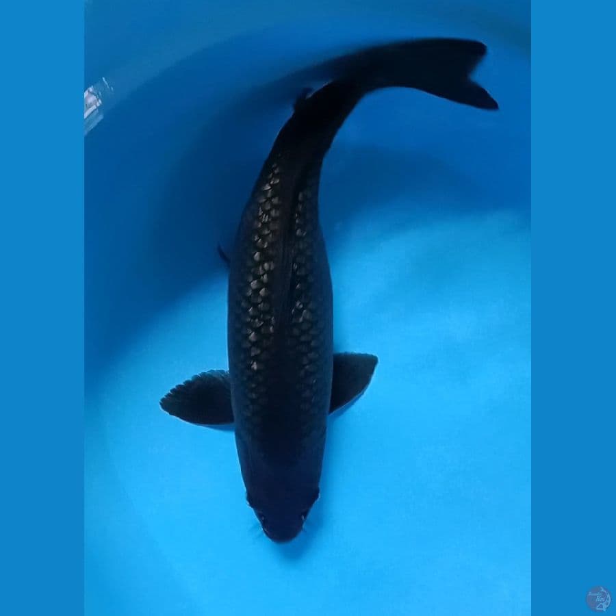 Black Diamond Punuk