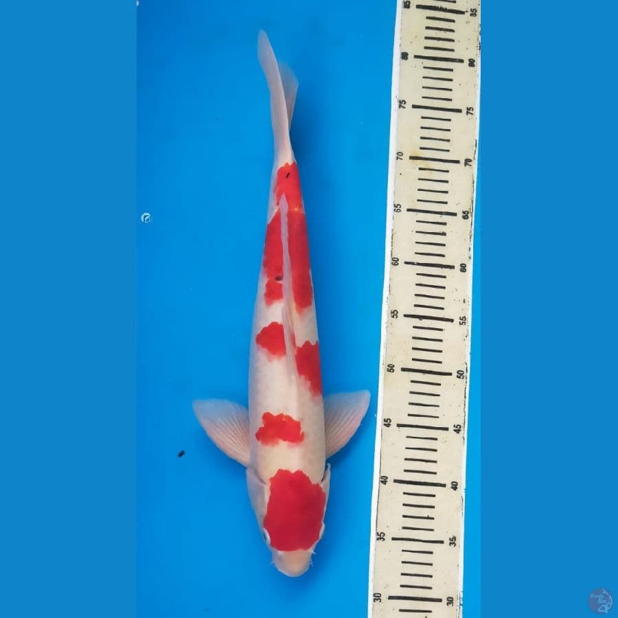 sanke 47cm