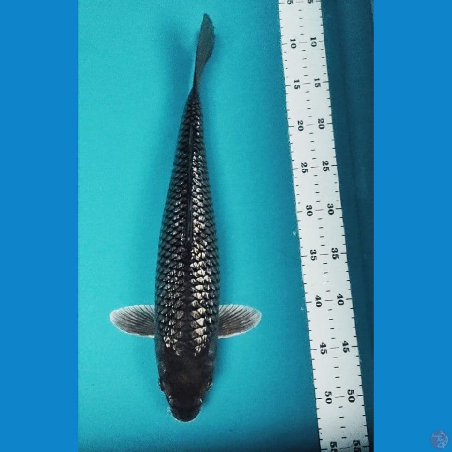 soragin 43cm male