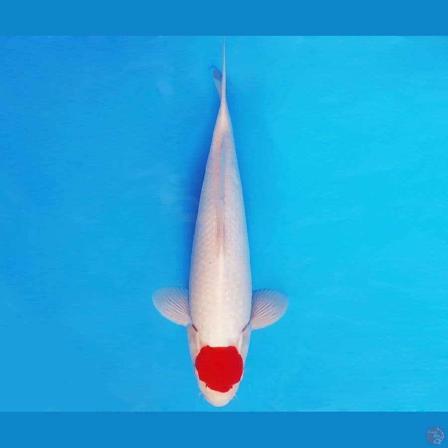 TENJIN 4 ~ TANCHO 34 cm/male ™