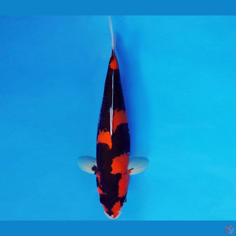 SATANIC 6 ~ HI SHOWA 35 cm/fm ™