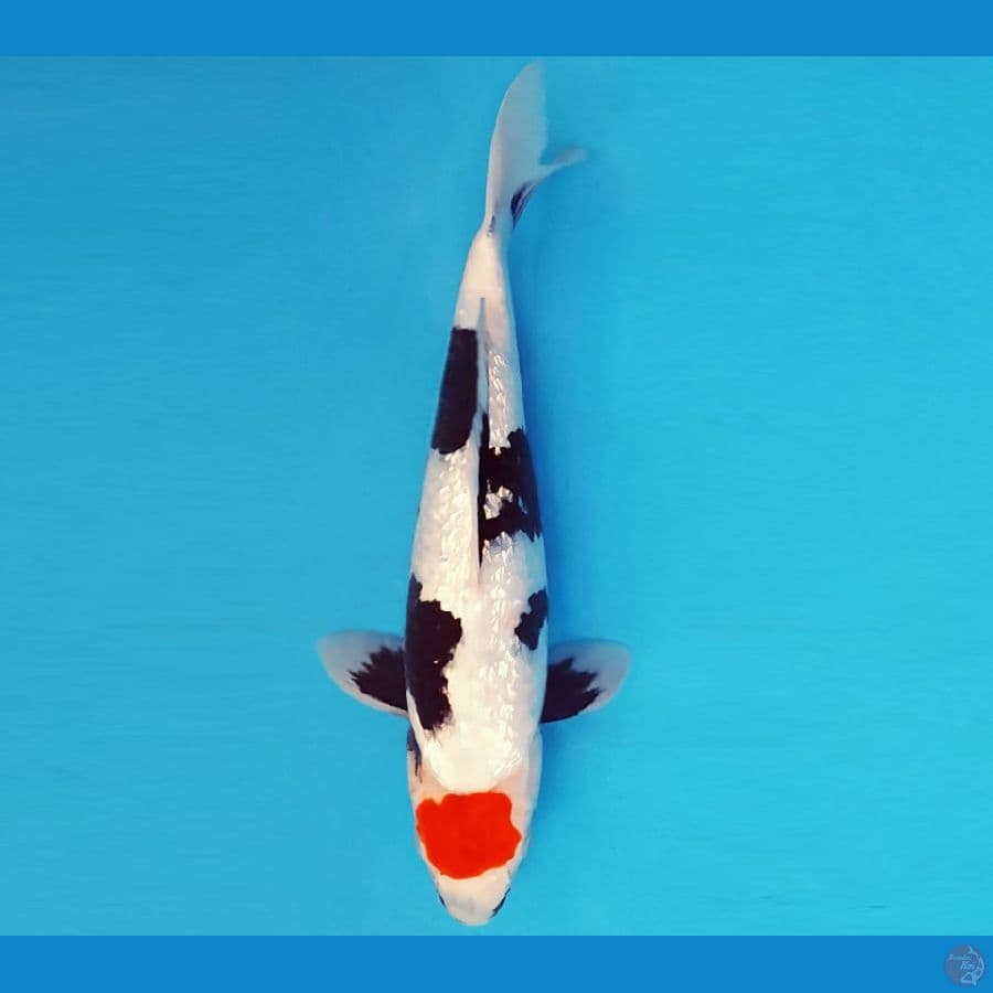 TENJIN 8 ~ TANCHO SHOWA GIN RIN 32 cm/fm ™