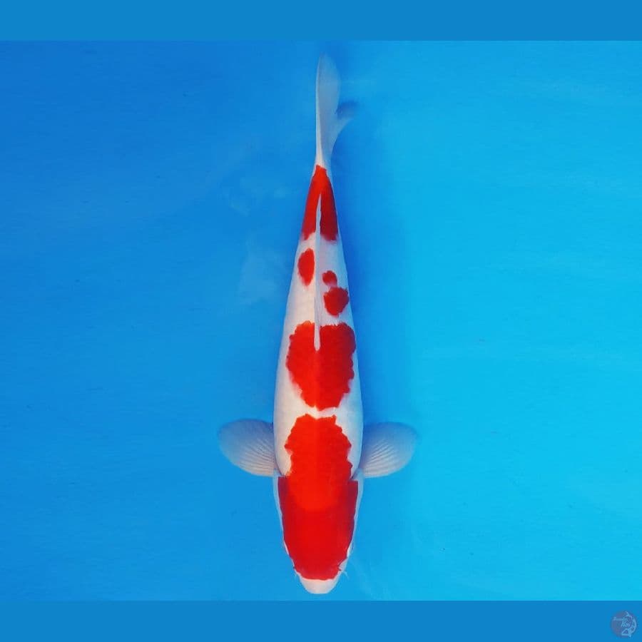 TENJIN 12 ~ KOHAKU 32 cm/male ™