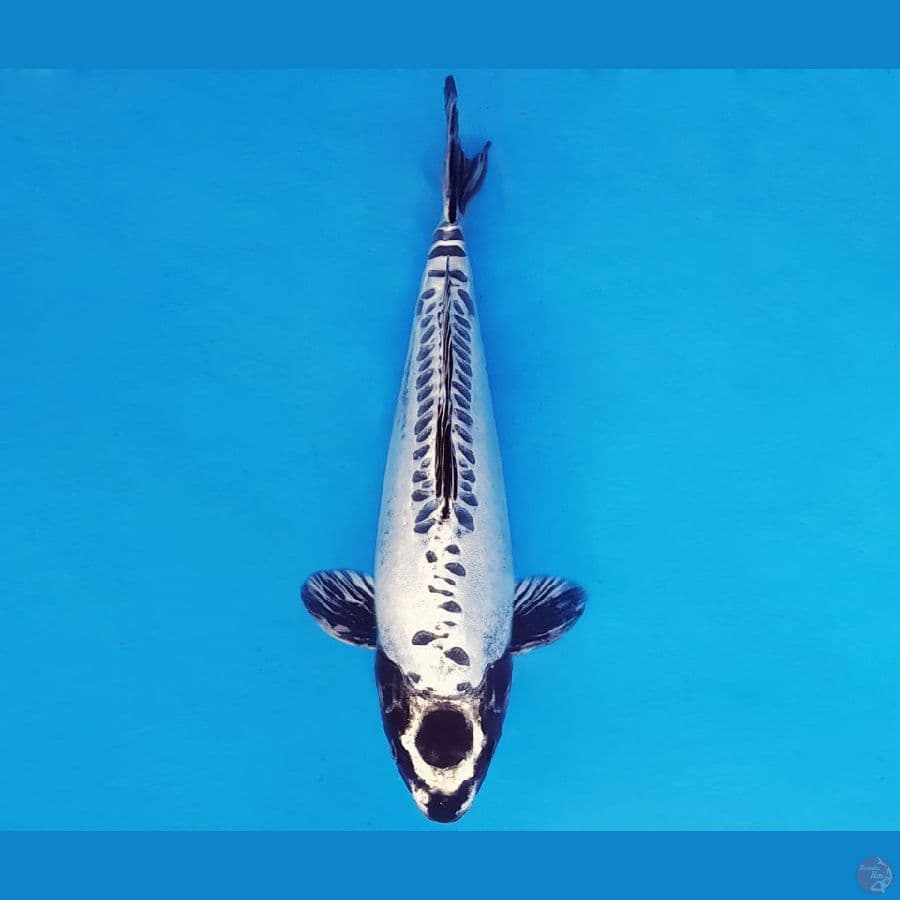 TENJIN 15 ~ GIN KIKOKURYU SUMI MARU 36 cm/fm ™