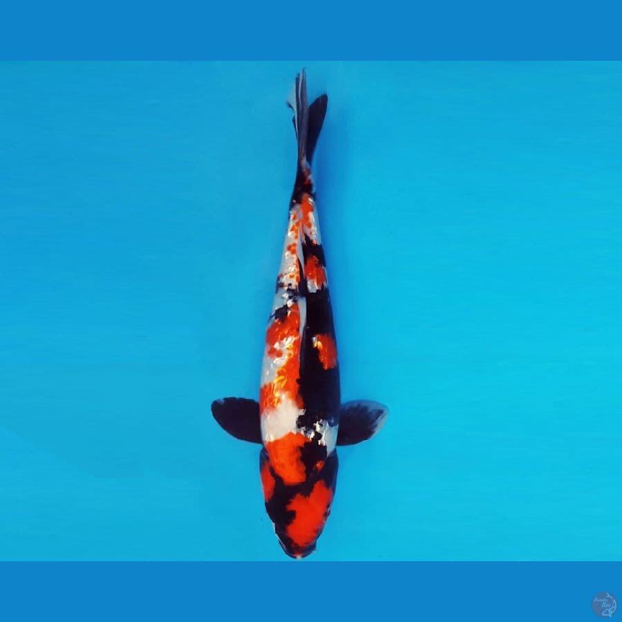 TENJIN 16 ~ SHOWA GIN RIN 29 cm/male ™