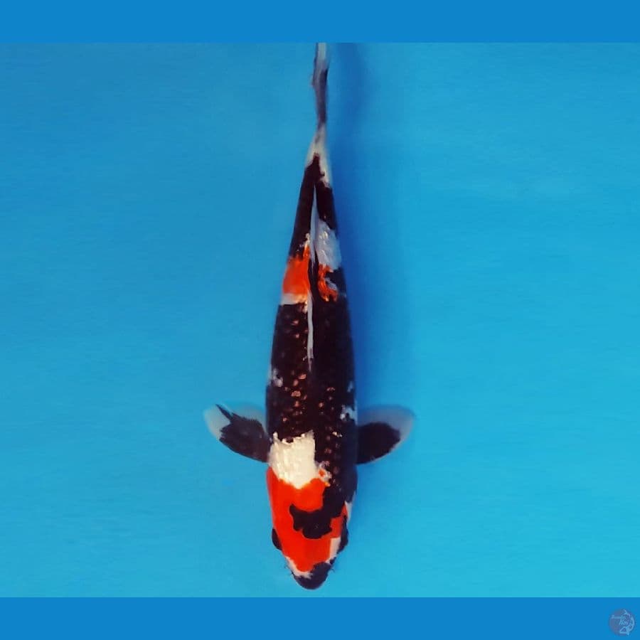 TENJIN 19 ~ SHOWA GIN RIN 25 cm/fm ™