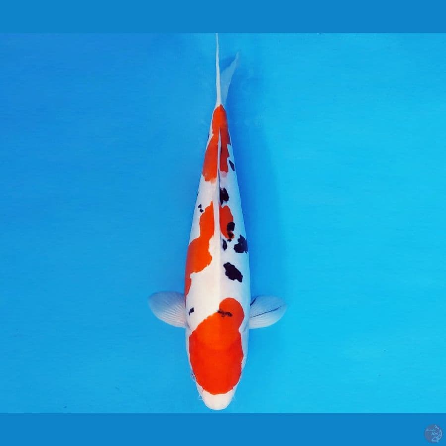 TENJIN 21 ~ SANKE DOITSU 39 cm/fm ™