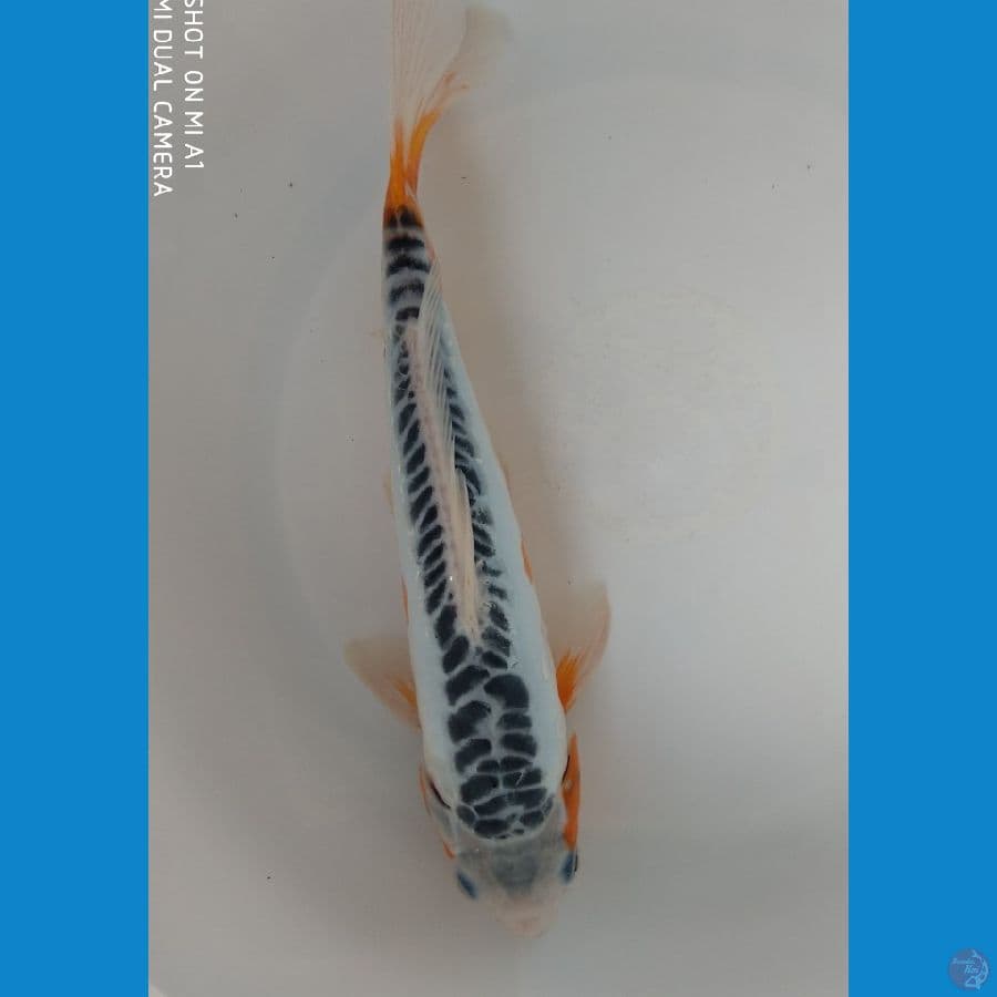 Hq Shusui 26cm jantan ring Jos