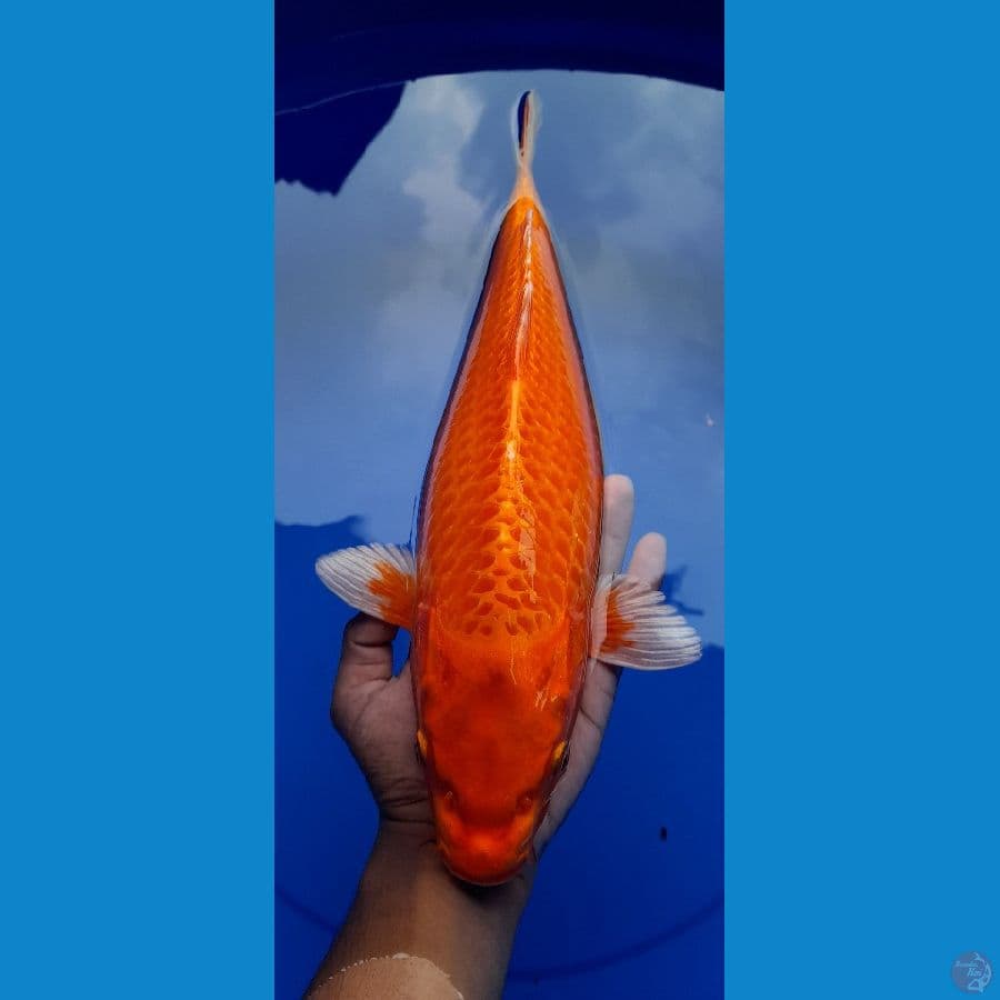 ogon 40CM