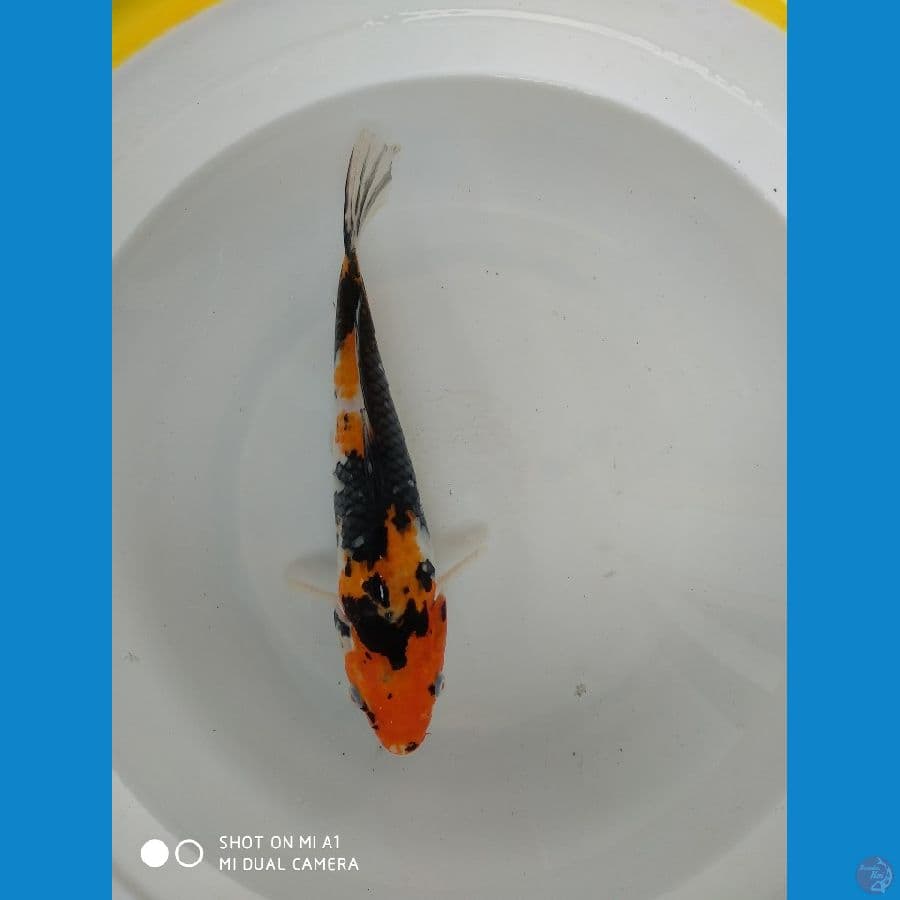 Sanke 27cm