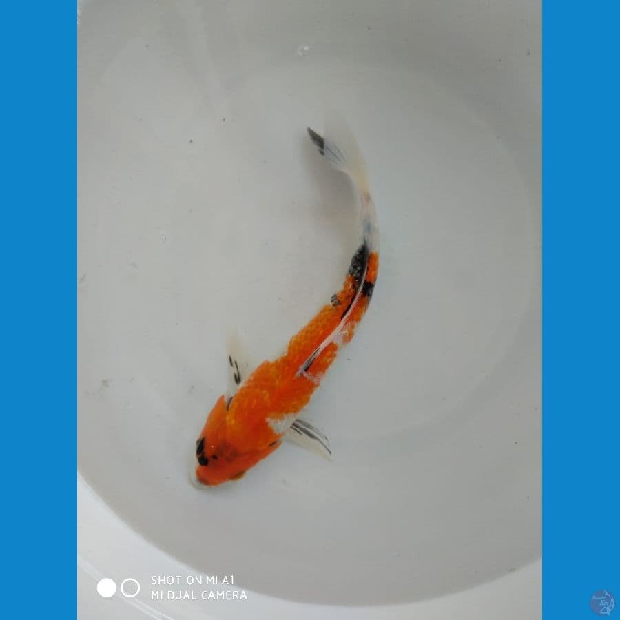 Showa Ginrin tategoi 24cm