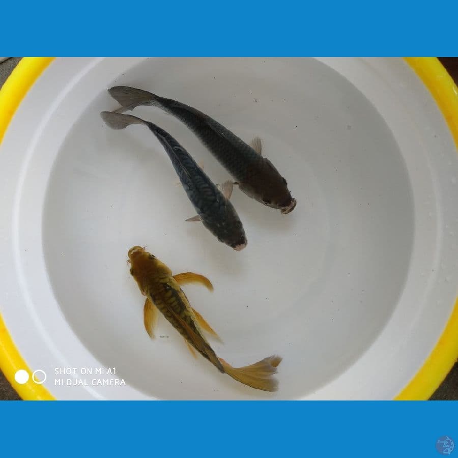 3Penjinak Kolam 20-23cm