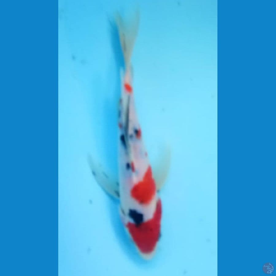 Kumpay 26 cm