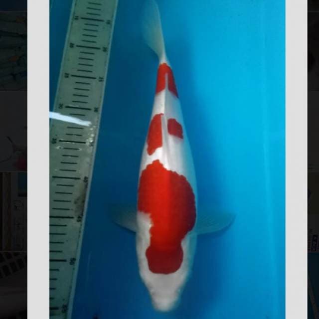 siap show kohaku 40cm free handling+entry all indo