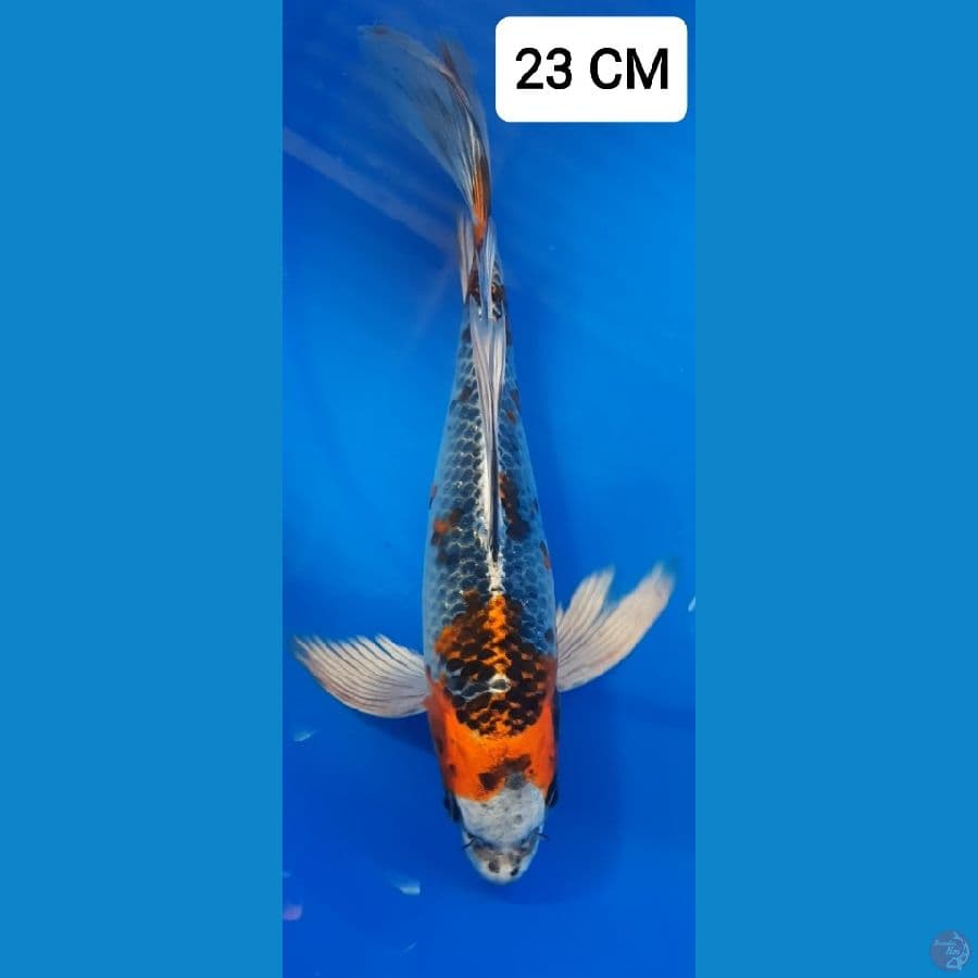 Kumpay Kujaku 23 CM