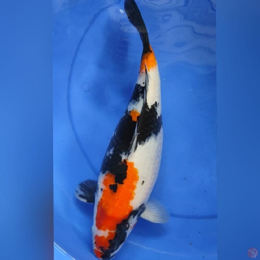 SOWA INDOK 37CM HAMIL