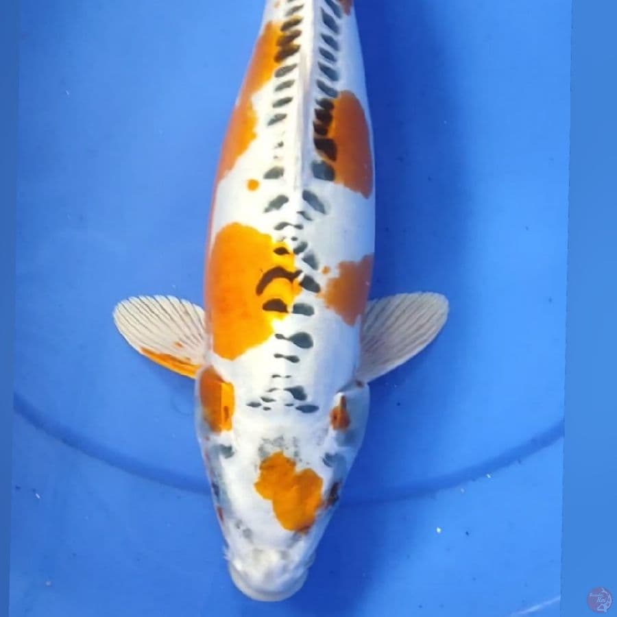 KOJAKU DOID 38CM