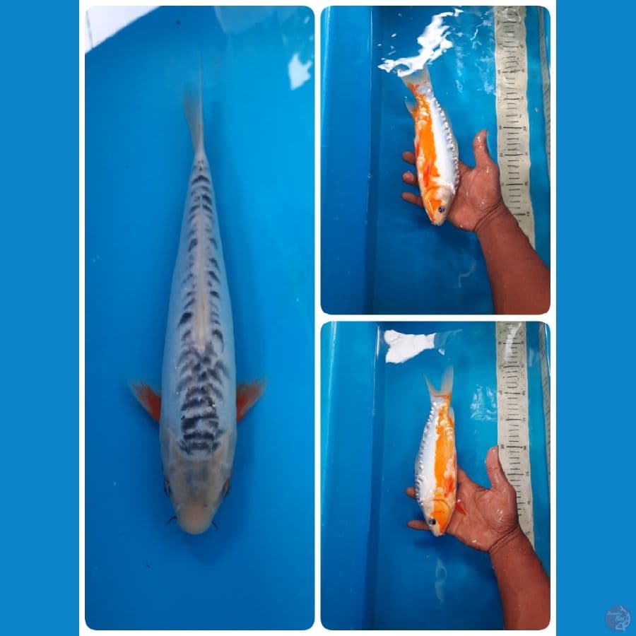 shusui 28cm
