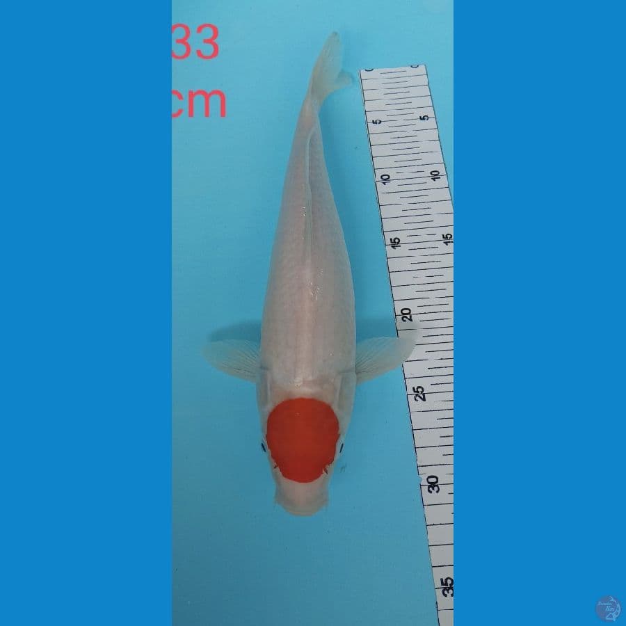 Tanco kohaku 33 cm