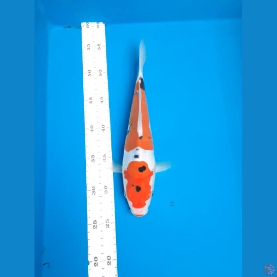 doitsu 28cm