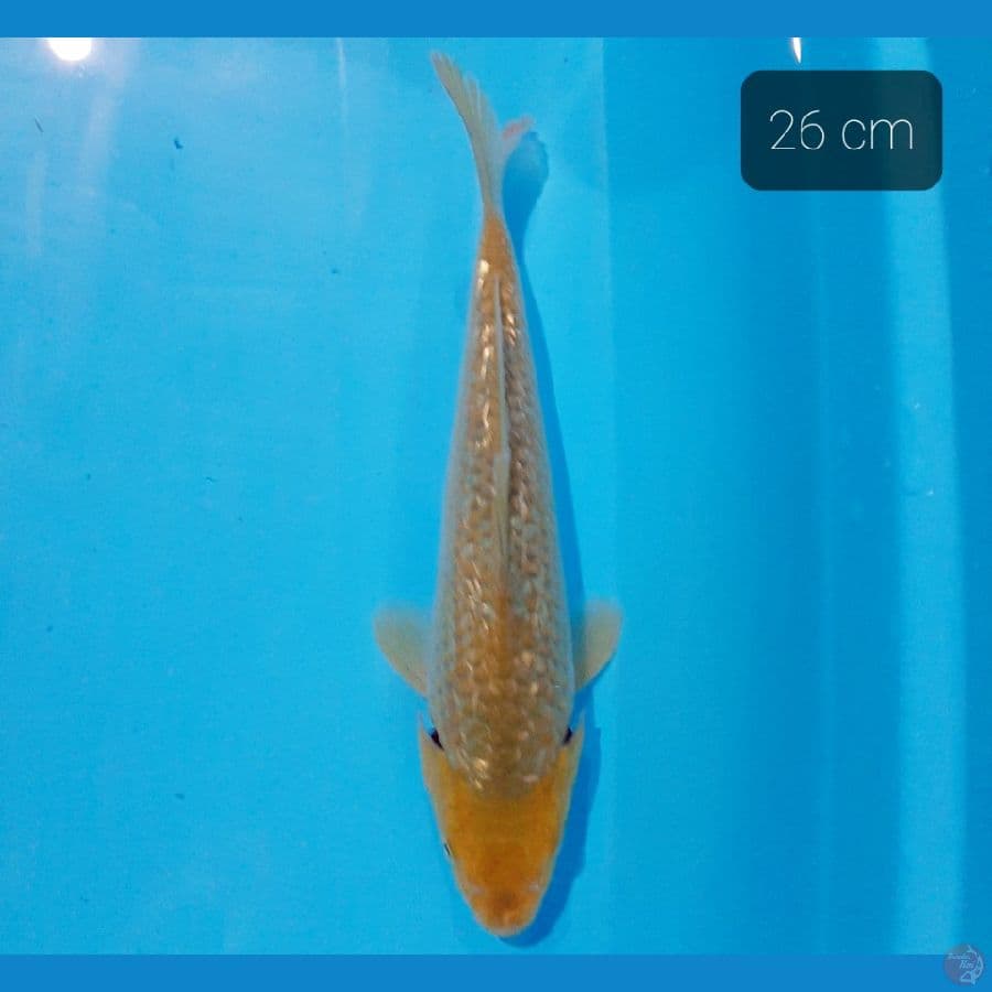 midori ginrin 26 cm