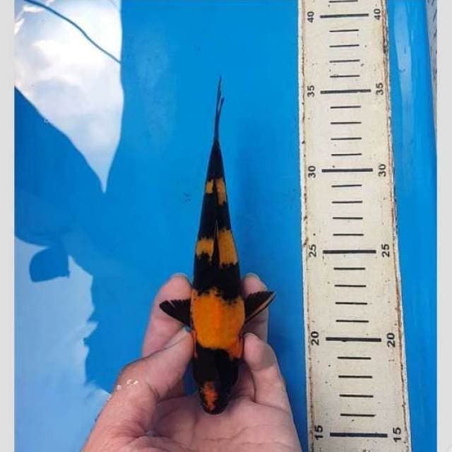 Hi Utsuri 4 step 20cm
