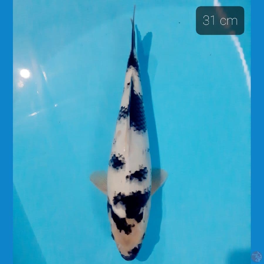 shiro 31 cm