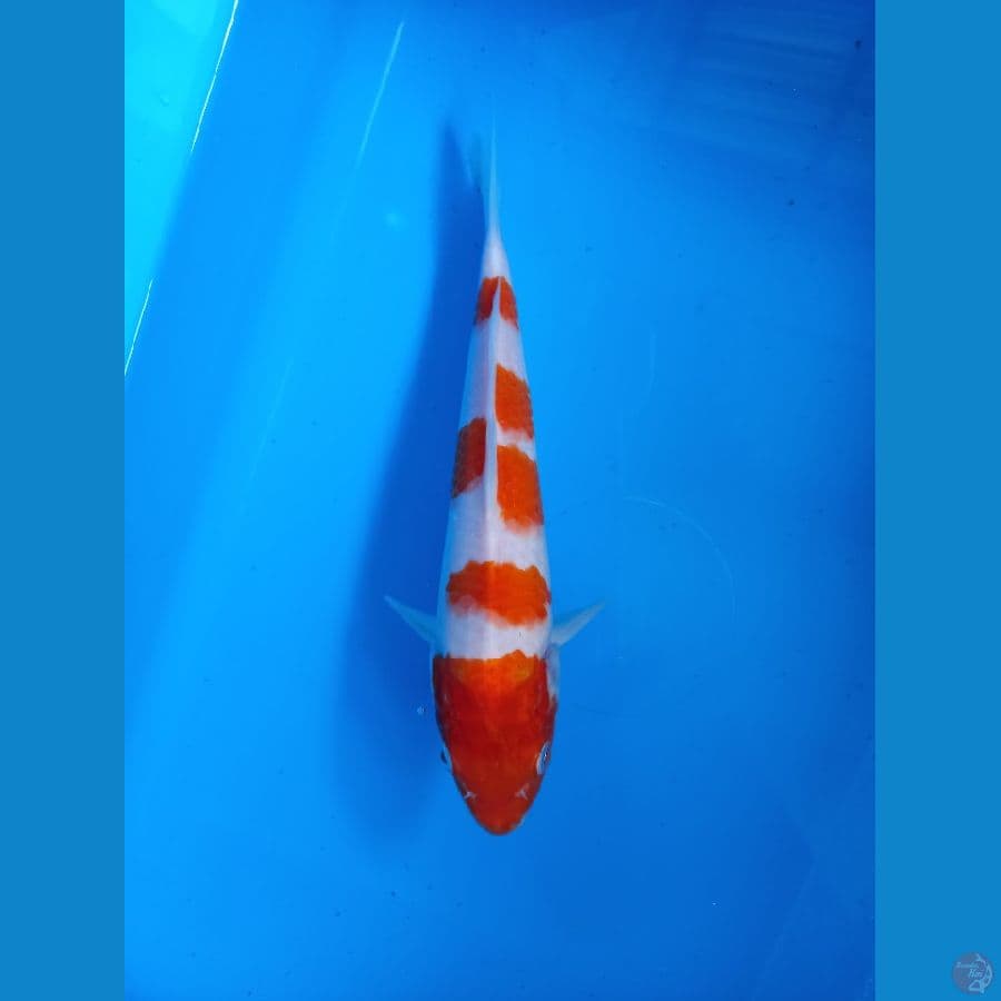 kohaku