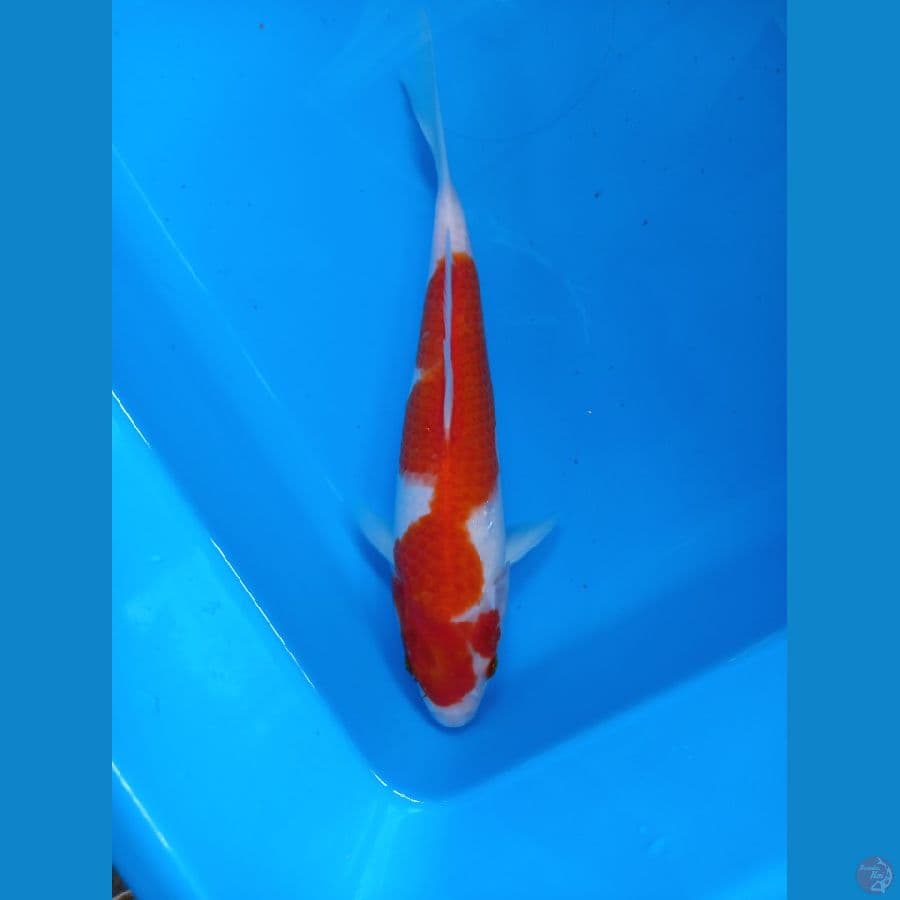 kohaku