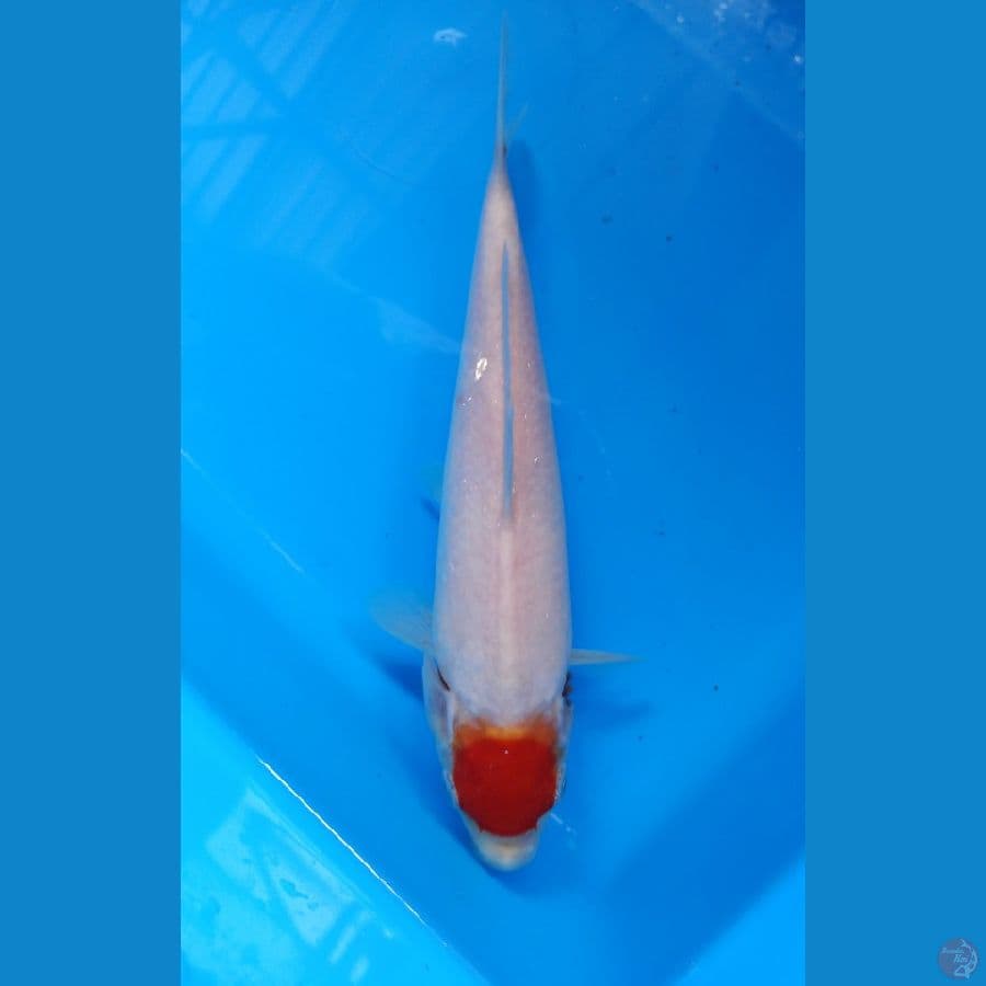 tc kohaku