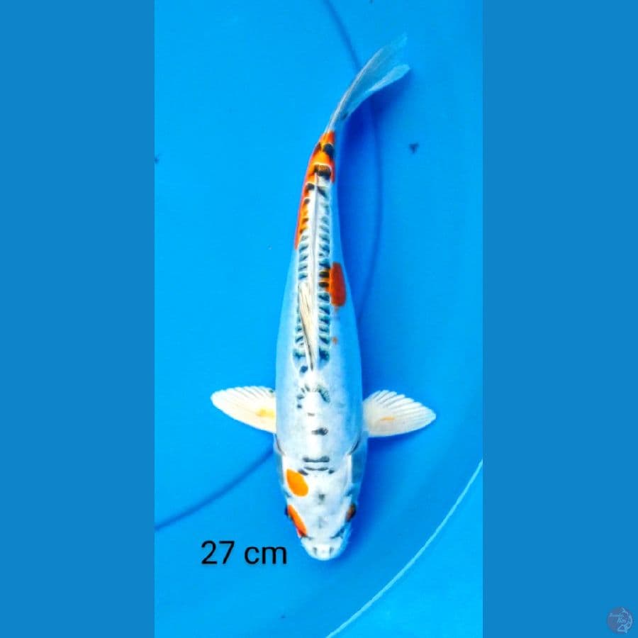kiko 27 cm