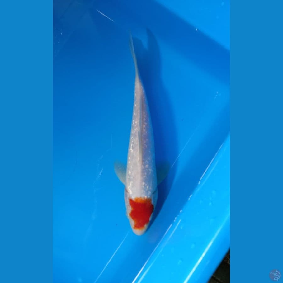 tc kohaku ginrin