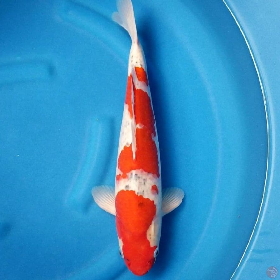 RED GOSHIKI 43 CM MALE