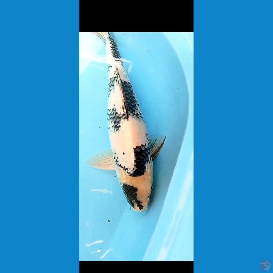 SHIRO UTSURI PUNUK MALE 42 CM