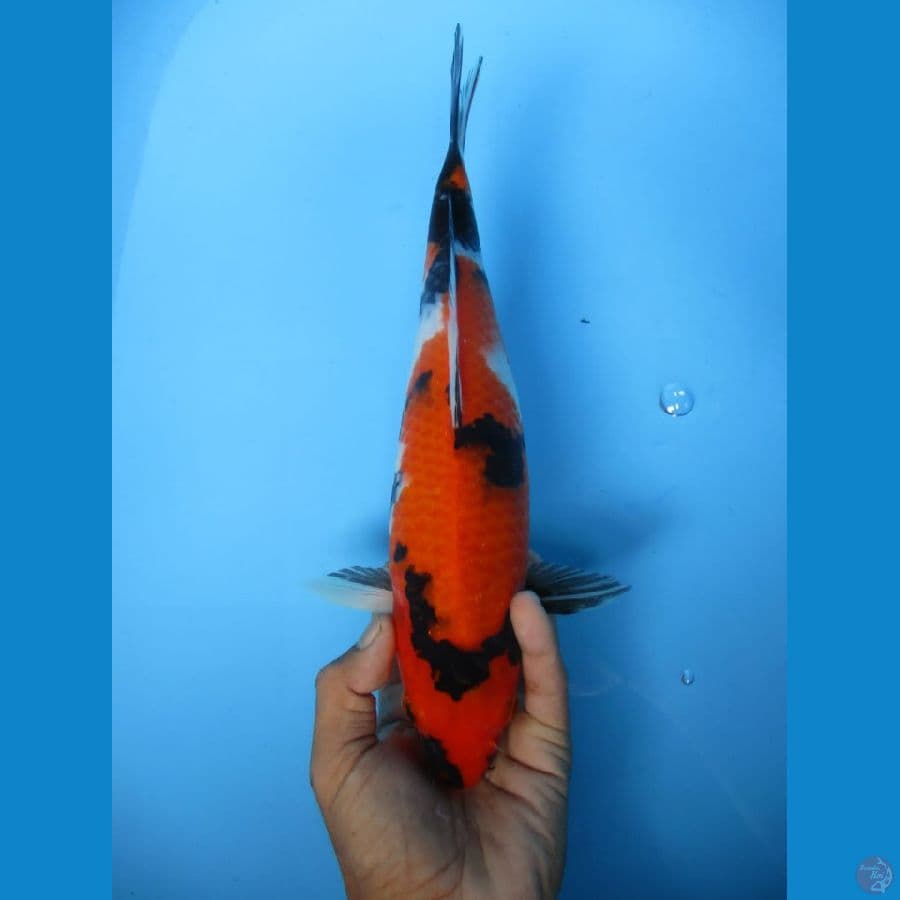 MKC KOI GRUB
