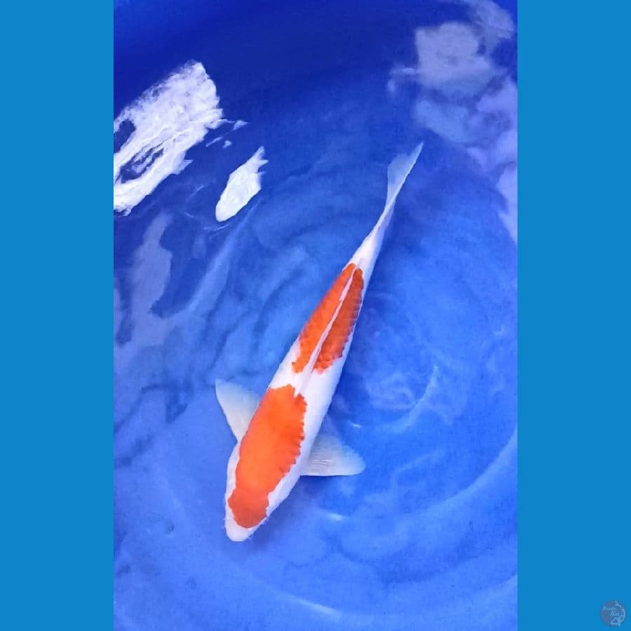Kohaku - 35Cm Male