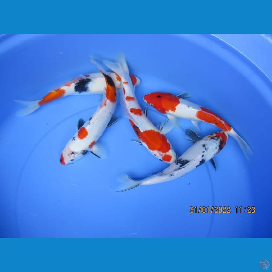 MKC KOI GRUB