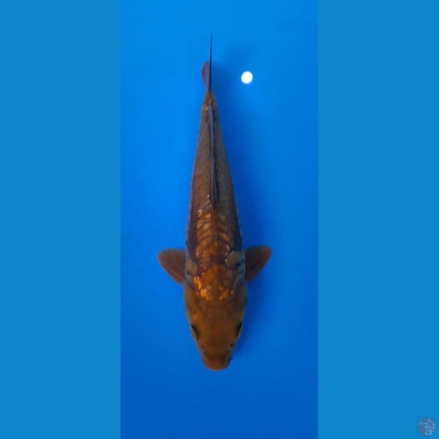 MKC KOI GRUB