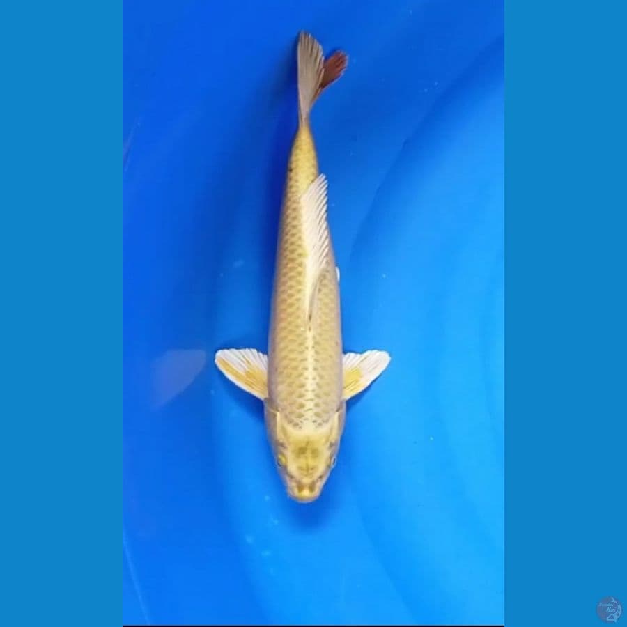 Mukashi ogon