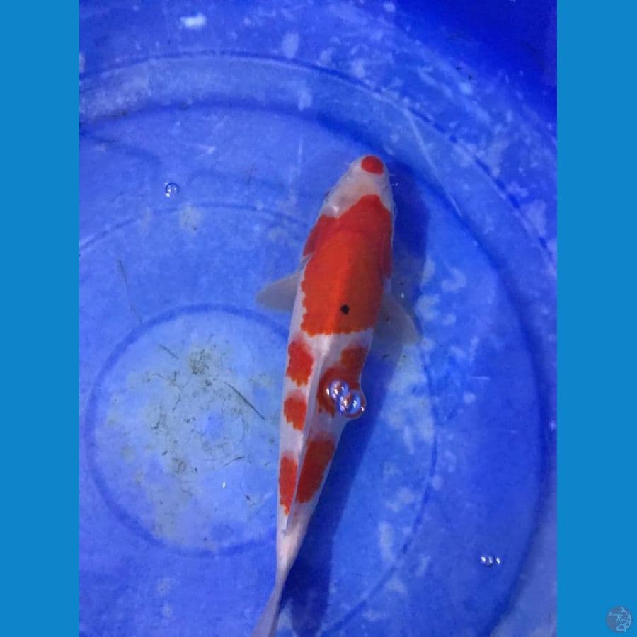 kohaku