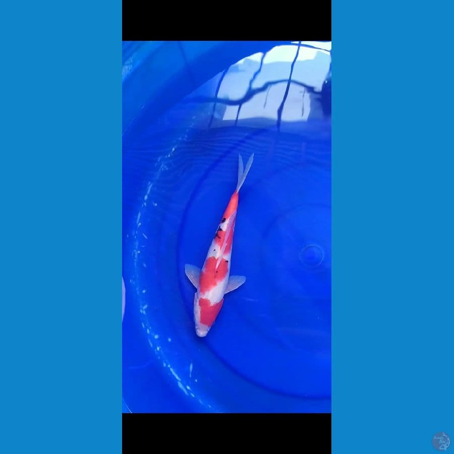 sanke strong 30 cm