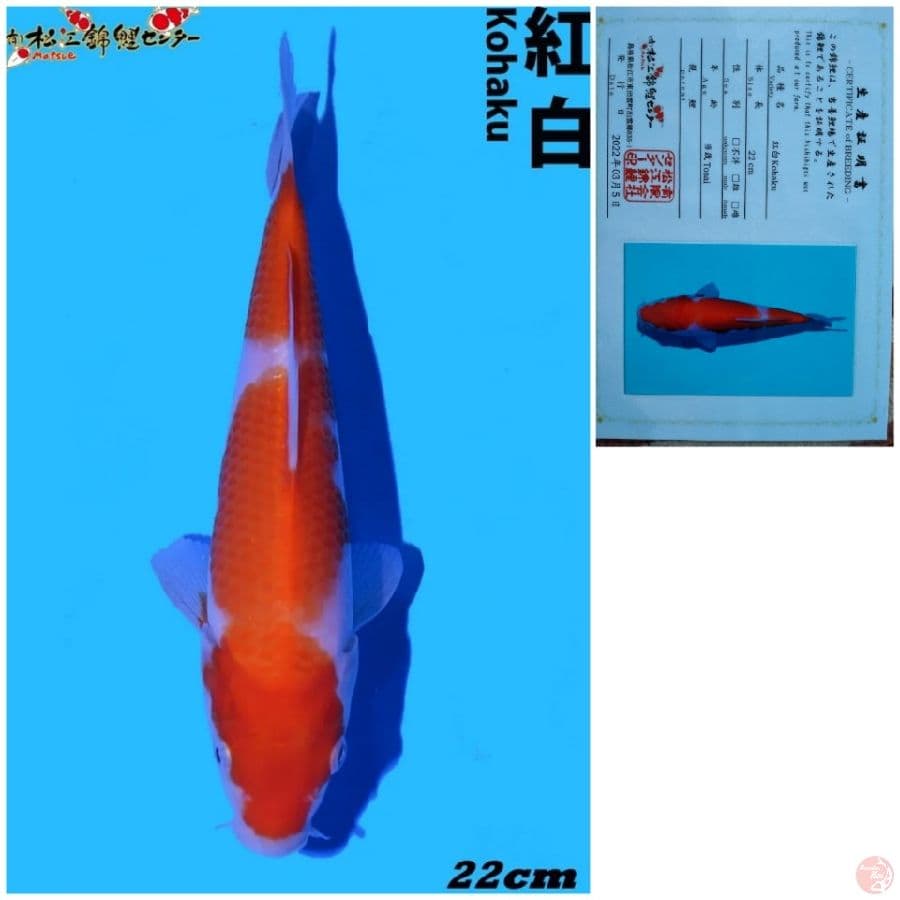 Kohaku Import Matsue