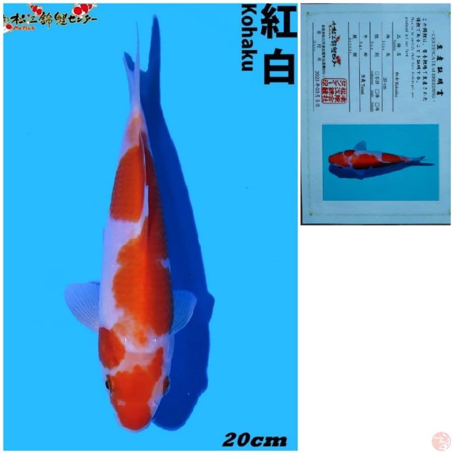 kohaku import matsue 3