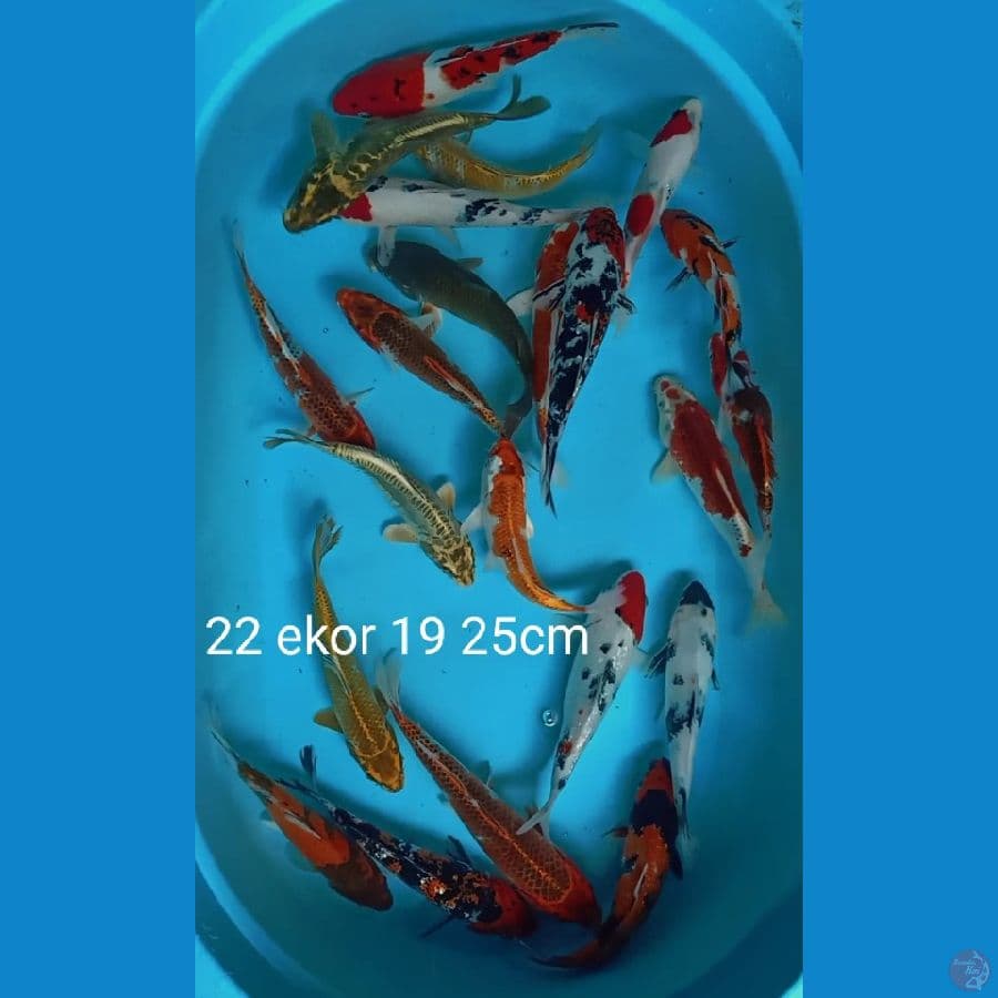 mix 22 ekor 19 25cm